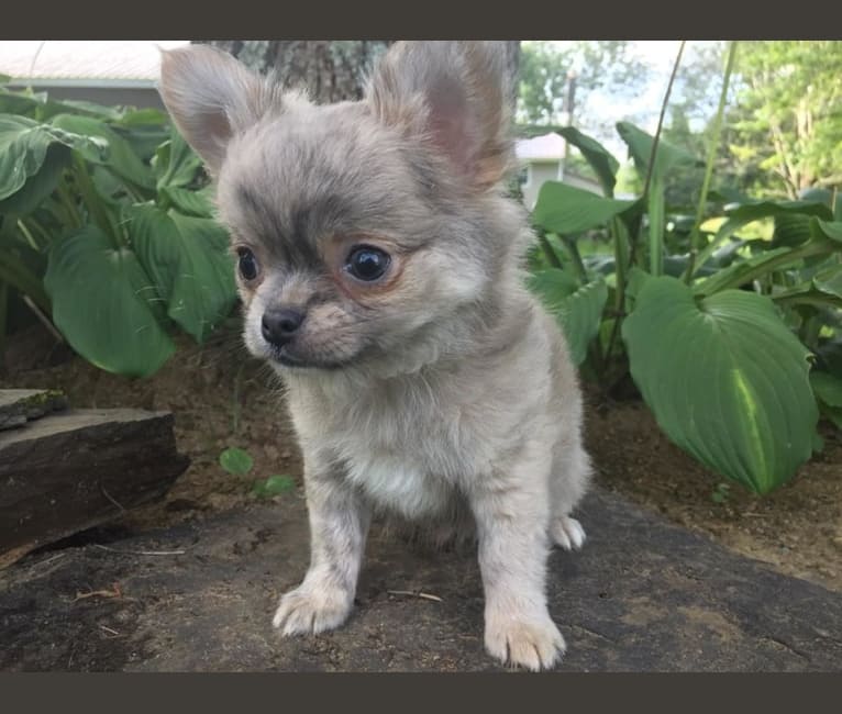 Photo of A & A's Sirius-ly Mastering The Force, a Chihuahua 