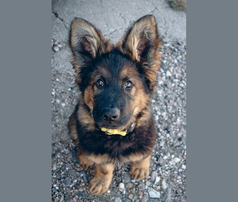 Xenavi, a German Shepherd Dog tested with EmbarkVet.com