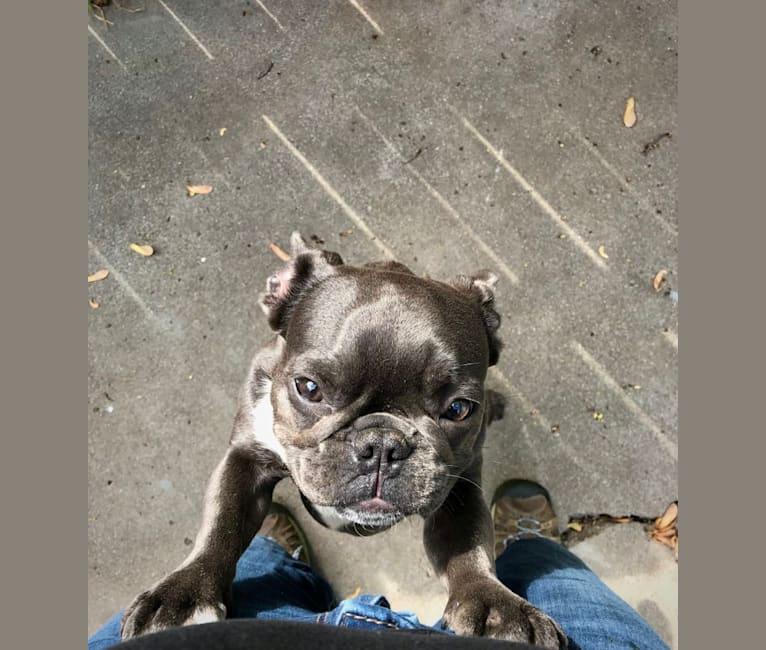 Photo of Gianna, a French Bulldog  in Oxnard, CA, USA