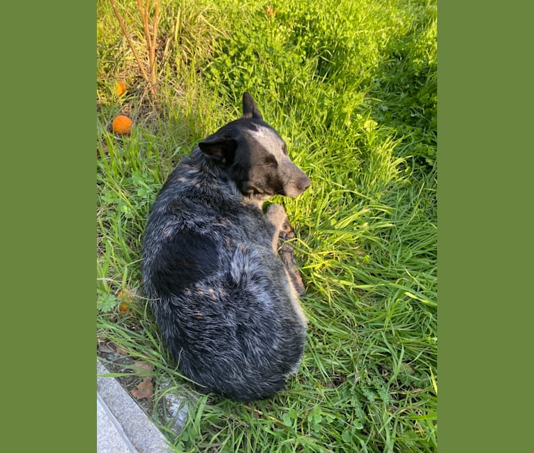 Bodie, an Australian Cattle Dog and Border Collie mix tested with EmbarkVet.com