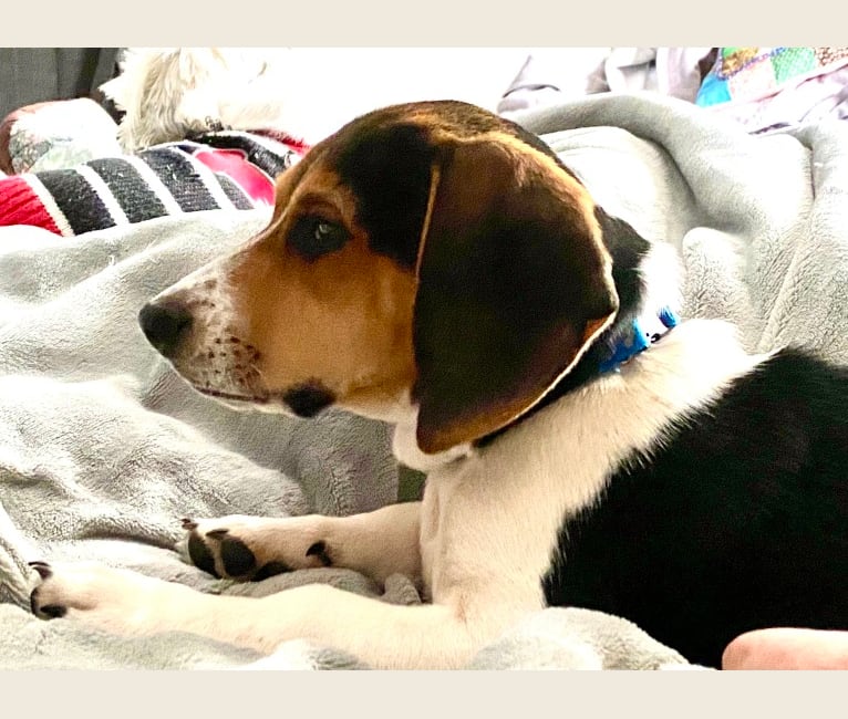 Beagle coonhound mix puppy top