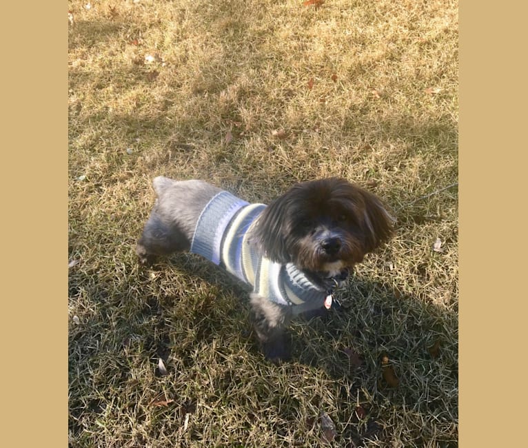 Baxter, a Shih Tzu and Poodle (Small) mix tested with EmbarkVet.com