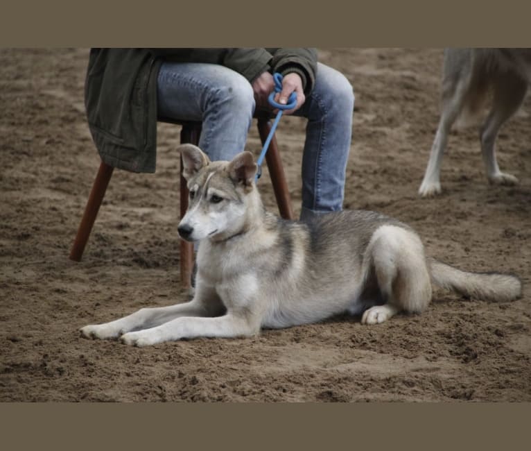 Zev, an Alaskan-type Husky and Siberian Husky mix tested with EmbarkVet.com