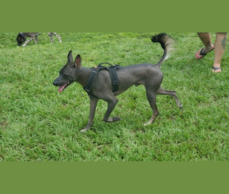 Zodiac, an American Village Dog tested with EmbarkVet.com