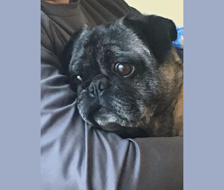 Teddy Bear, a Pug tested with EmbarkVet.com