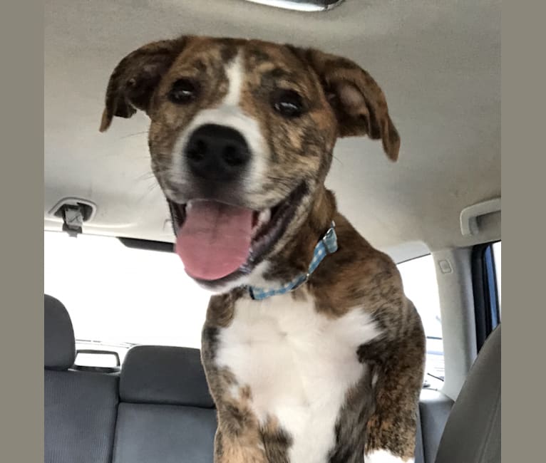 Embark Dog Dna Test Breed