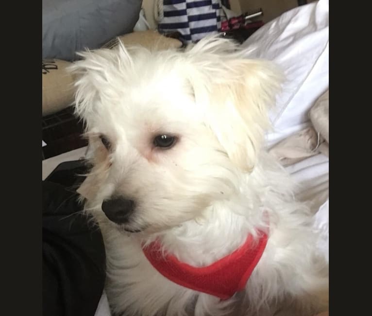Westie maltese mix sales hypoallergenic