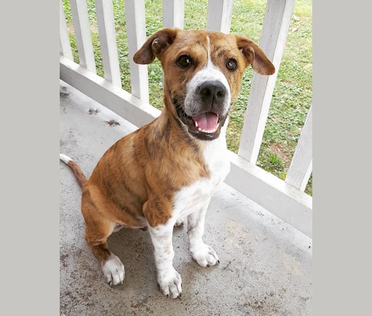 Finn, a Great Pyrenees and Bulldog mix tested with EmbarkVet.com