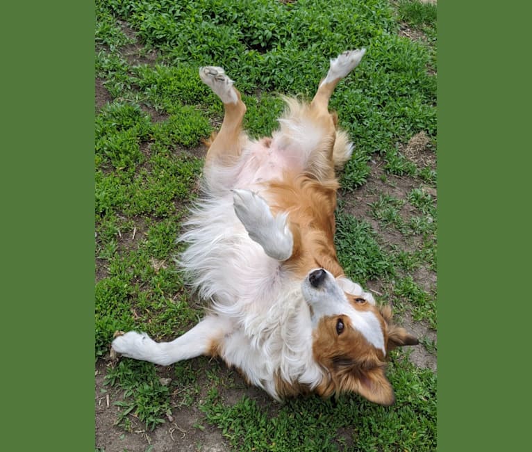 Daisy, a Bernese Mountain Dog and Collie mix tested with EmbarkVet.com