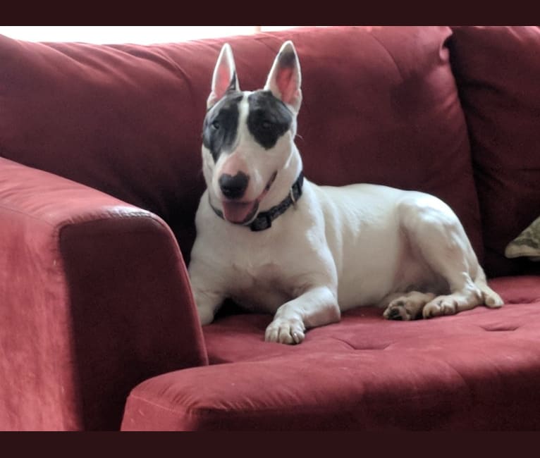Miniature bull terrier mix deals