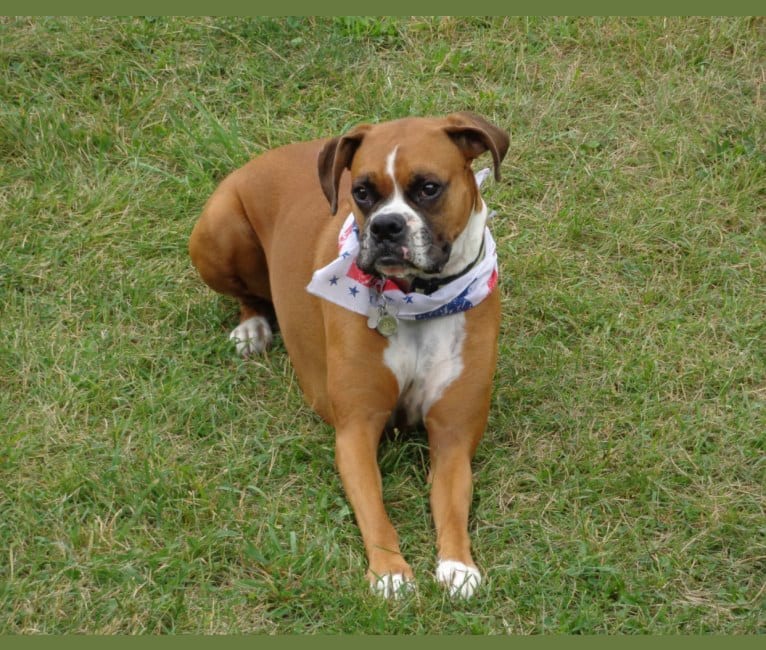 Roxy, a Boxer tested with EmbarkVet.com