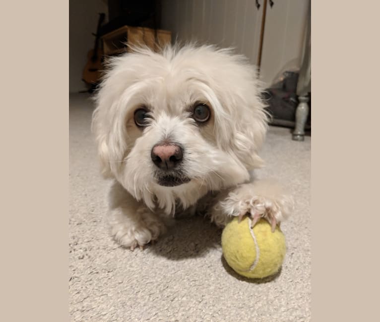 Bevins, a Bichon Frise and Miniature Schnauzer mix tested with EmbarkVet.com