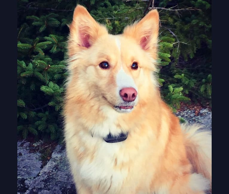 Quincy, a Labrador Retriever and Siberian Husky mix tested with EmbarkVet.com