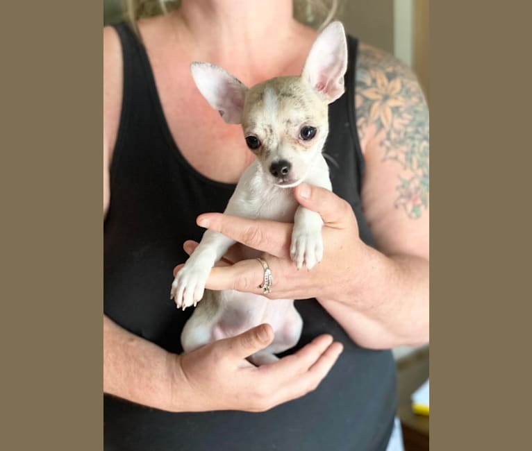 Bobby, a Chihuahua tested with EmbarkVet.com