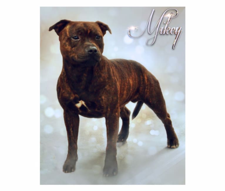 Photo of Mikey, a Staffordshire Bull Terrier 