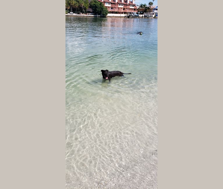 Photo of Coasta, an American Pit Bull Terrier, Chow Chow, Boxer, American Staffordshire Terrier, Labrador Retriever, and Mixed mix in Jacksonville, Florida, USA