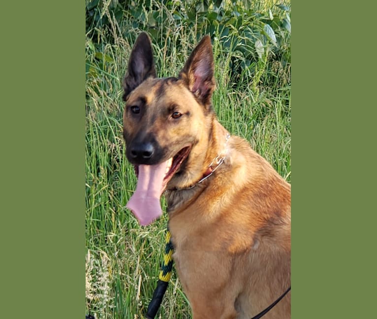 Bane, a Belgian Malinois and American Pit Bull Terrier mix tested with EmbarkVet.com