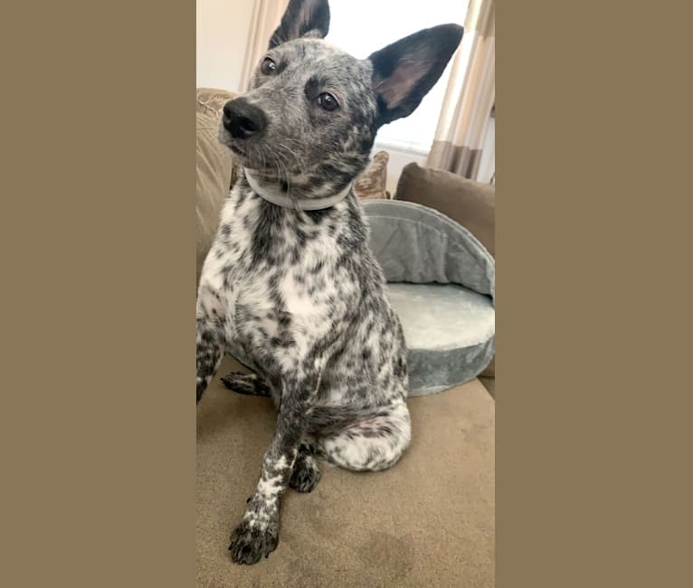 Embark Dog DNA Test Breed