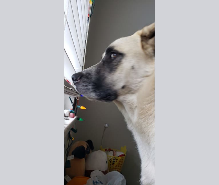 Marley, a Great Pyrenees and Australian Cattle Dog mix tested with EmbarkVet.com