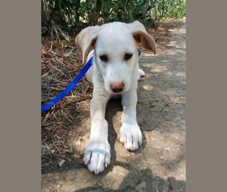 Milo, a Northern East African Village Dog and German Shepherd Dog mix tested with EmbarkVet.com