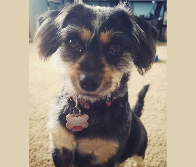 Chihuahua poodle dachshund mix discount
