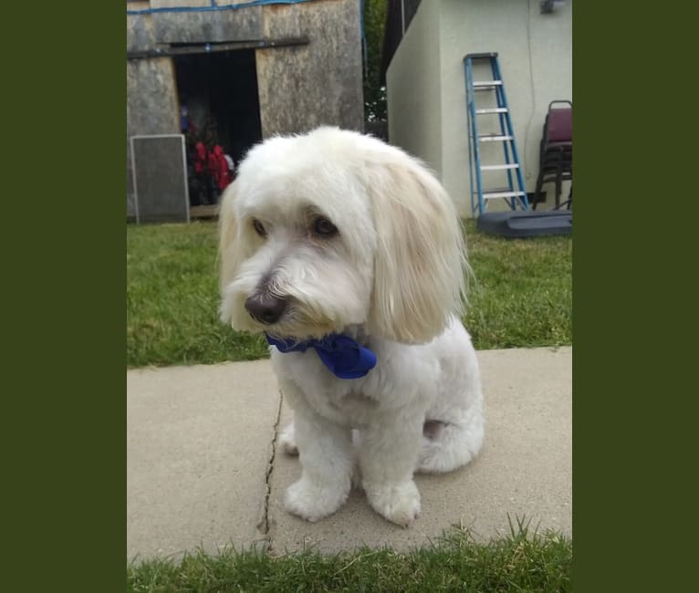 Leche, a Poodle (Small) and Chihuahua mix tested with EmbarkVet.com