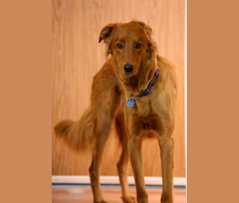 Embark Dog DNA Test Breed