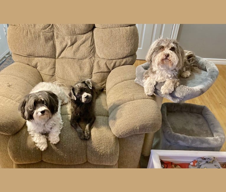 Photo of Ruby, a Chihuahua, Shih Tzu, Maltese, Lhasa Apso, and Pug mix in Sault Ste. Marie, ON, Canada