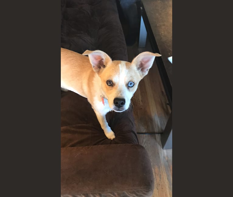 Simon, a Chihuahua and Pomeranian mix tested with EmbarkVet.com