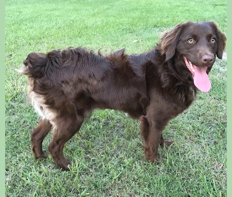 Stella, an Australian Shepherd and Boykin Spaniel mix tested with EmbarkVet.com