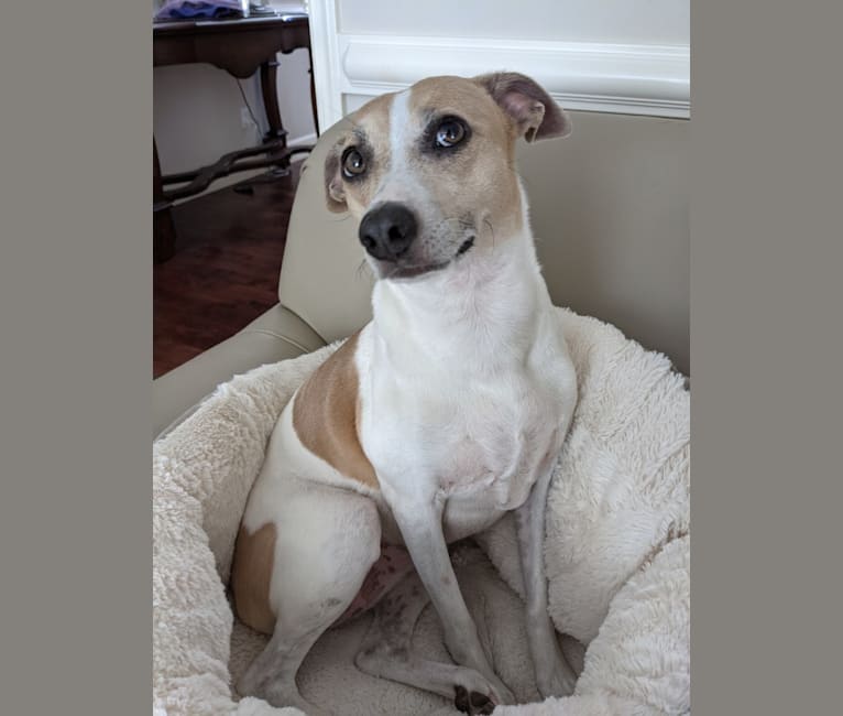 Katie, a Rat Terrier tested with EmbarkVet.com