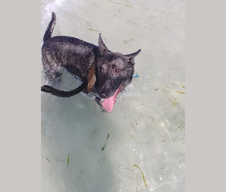 Photo of Mako, a Dutch Shepherd  in Miami, FL, USA