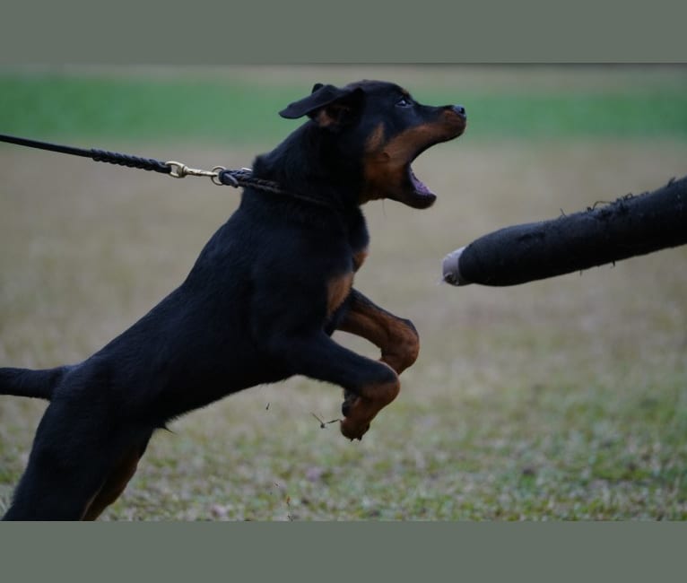 Mega, a Rottweiler tested with EmbarkVet.com