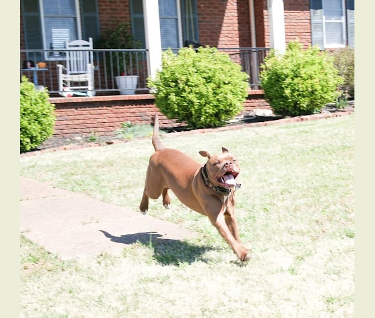 Hooch, a Staffordshire Terrier and American Bulldog mix tested with EmbarkVet.com
