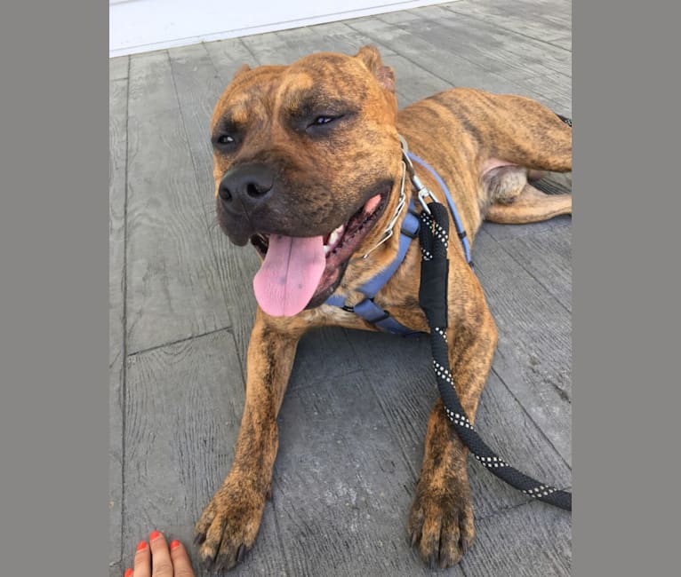Pitbull dna clearance