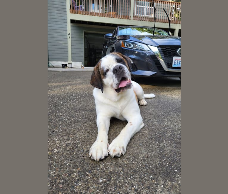 Milhouse "Millie", a Saint Bernard tested with EmbarkVet.com