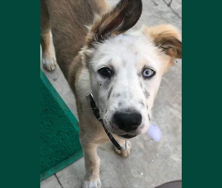 Puja, a South Asian Village Dog tested with EmbarkVet.com