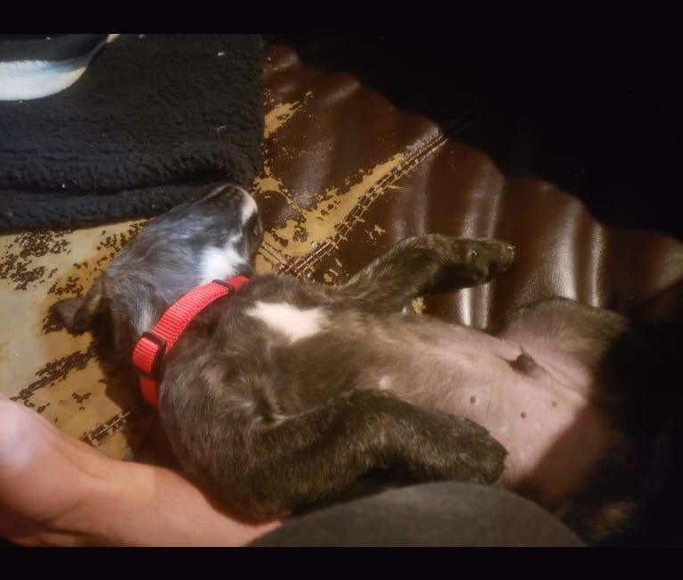 Newton, an American Bulldog and Labrador Retriever mix tested with EmbarkVet.com