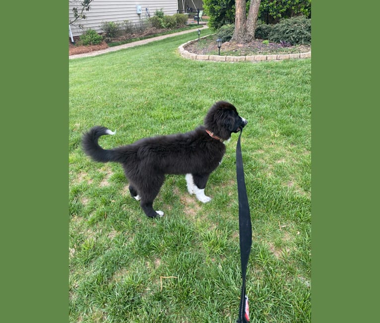 Bowie, a Great Pyrenees and Australian Shepherd mix tested with EmbarkVet.com