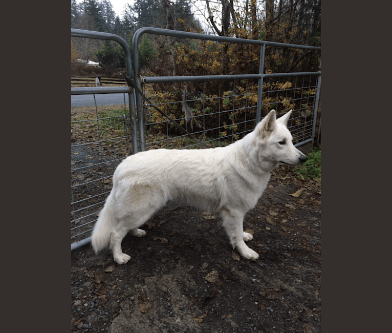 Photo of Bela, a White Shepherd  in Vancouver Island, British Columbia, Canada