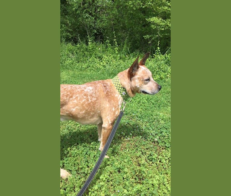Photo of Frost, an Australian Cattle Dog  in Cosby, Tennessee, USA
