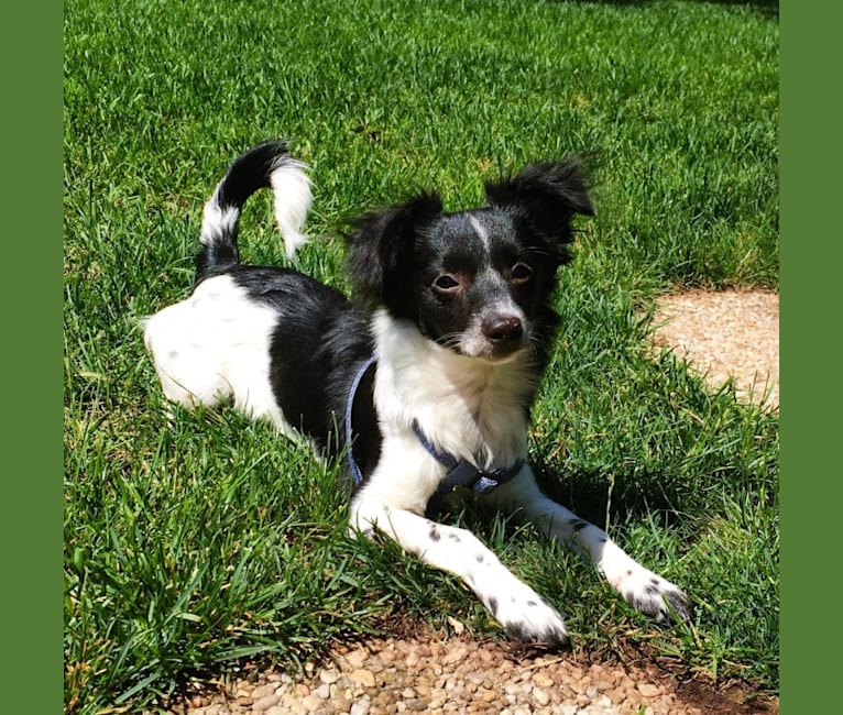 Pepper, a Rat Terrier and Chihuahua mix tested with EmbarkVet.com