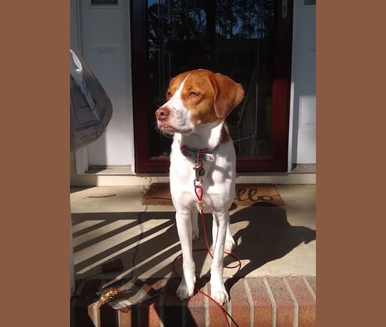 Bepo, an American Foxhound and American Pit Bull Terrier mix tested with EmbarkVet.com