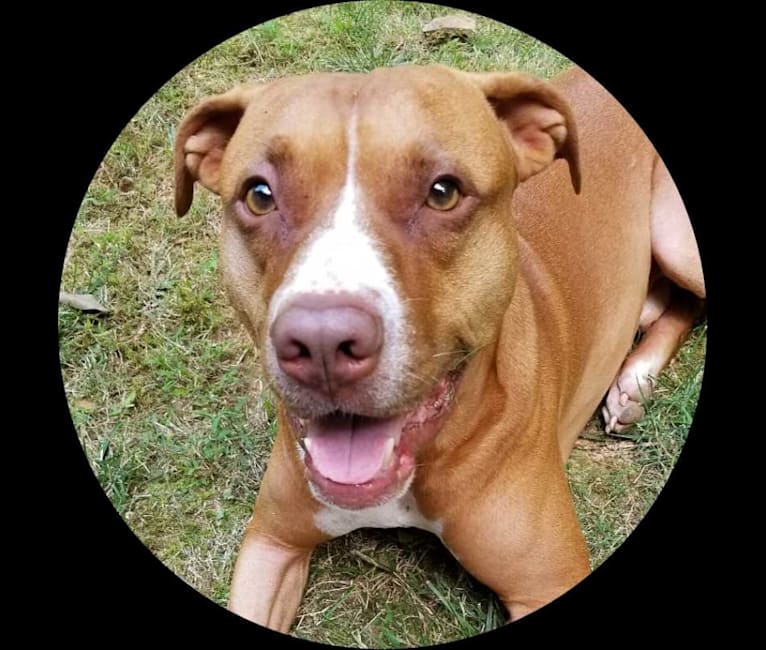 Sam, a Staffordshire Terrier and Boxer mix tested with EmbarkVet.com