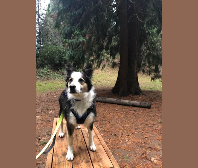 Kershaw, a Border Collie and Australian Cattle Dog mix tested with EmbarkVet.com