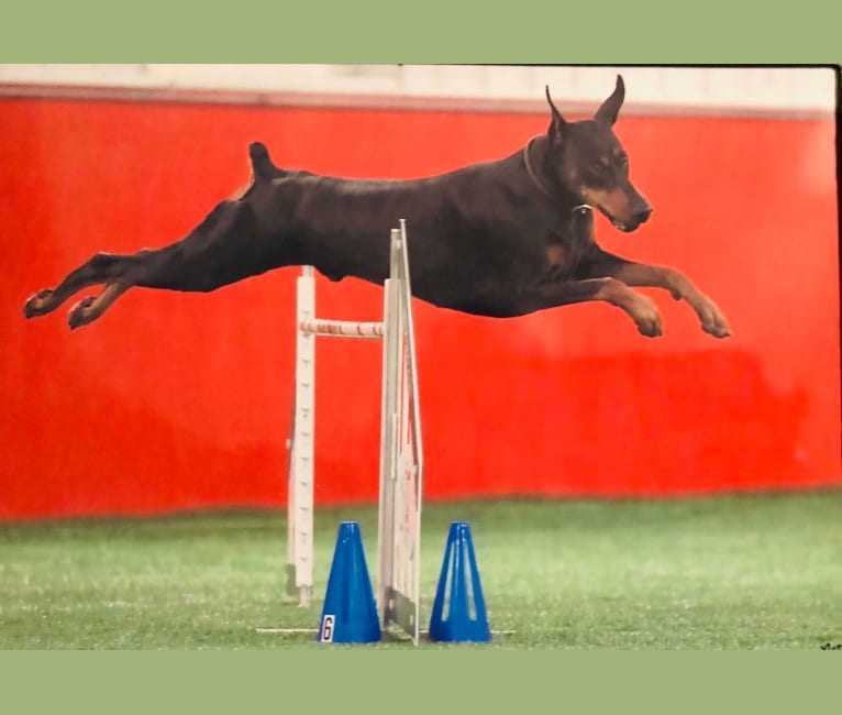 CASTLE, a Doberman Pinscher tested with EmbarkVet.com
