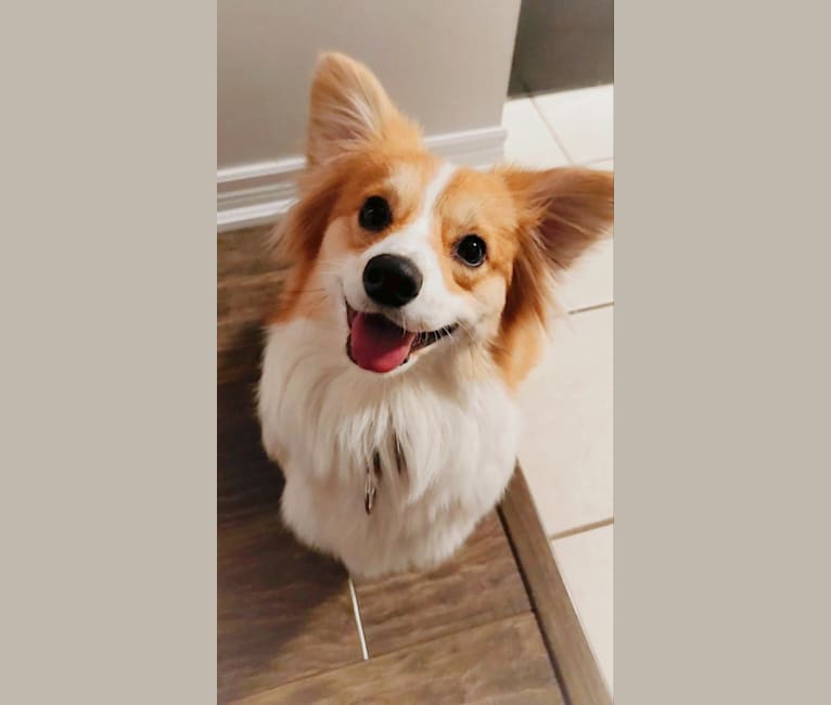 Samoyed corgi mix shop