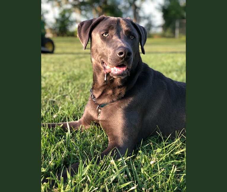 Hayden, a Doberman Pinscher and American Pit Bull Terrier mix tested with EmbarkVet.com