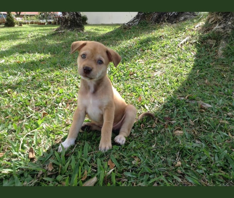 Photo of Lulu, a Hong Kong Village Dog  in Brunei