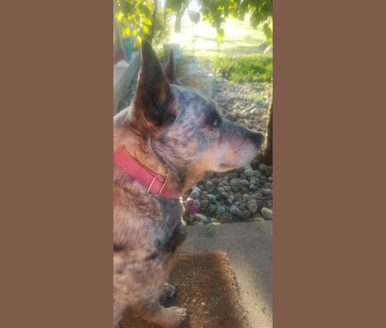 Shadoe, an Australian Cattle Dog tested with EmbarkVet.com
